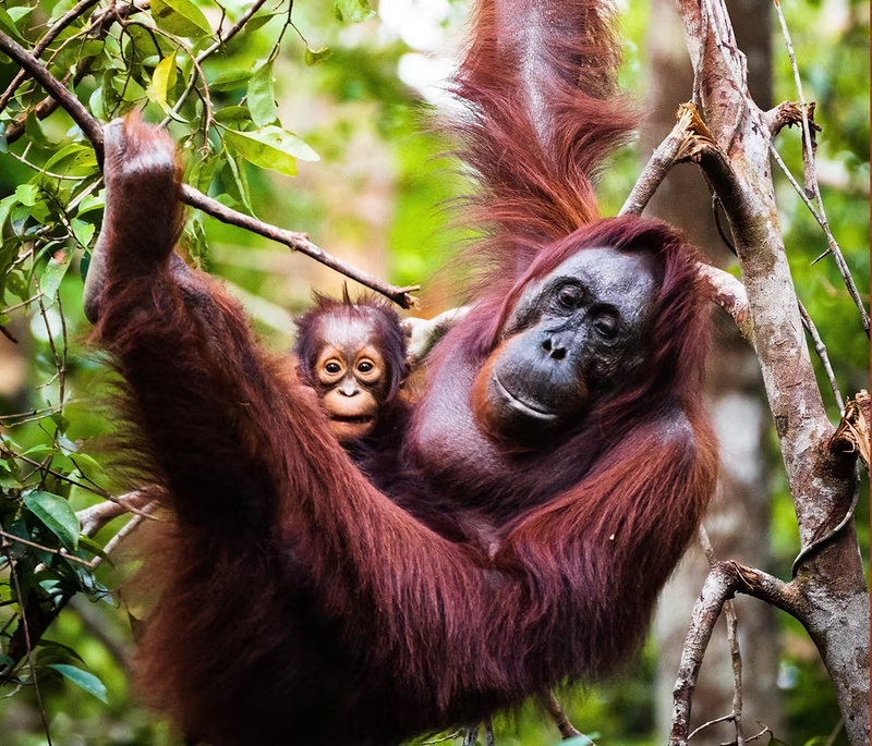 Orangutan Land Trust