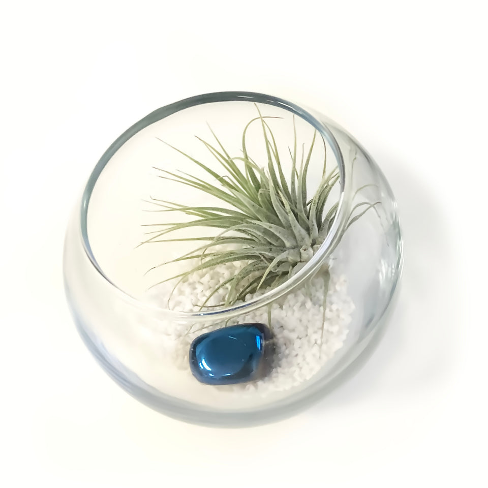 Disc Terrarium Desk Terrarium Gift - add a refreshing touch of greenery – Gilded Bee