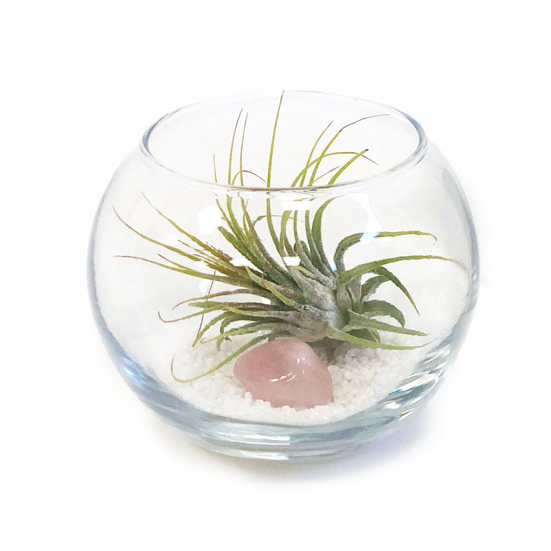 Rose quartz desk terrarium